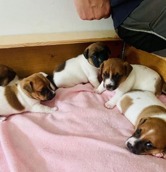 Jack Russel Welpen Nrw