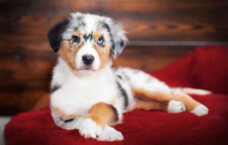 Border Collie Und Australian Shepherd Suchen Ein Zuhause Australian Shepherd Welpen suchen IHR Zuhause in Teublitz (Bayern