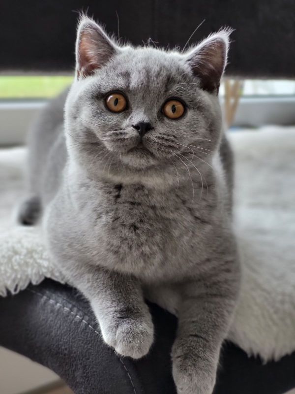 Britisch Kurzhaar Kaufen In Der Nähe BKH Kitten Britisch Kurzhaar Katzenbabys in Blau Stammbaum in Passau