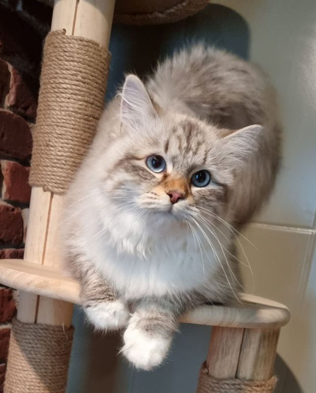 Neva-Masquarade mit exzellente Stammbaum vgl. Ragdoll, Heilige Birma in ...