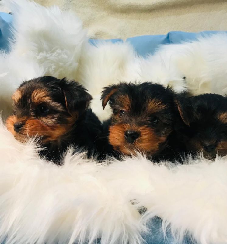 Yorkshire Terrier Welpen Von Privat Kaufen Yorkshire Terrier Welpen abzugeben in Bratislava (Bratislava) // Snautz.de
