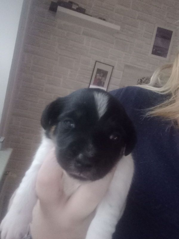 Jack Russell Terrier Mix Welpen in Großenwiehe (SchleswigHolstein) // Snautz.de