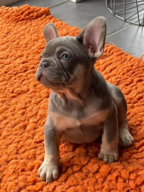 Französische Bulldogge Welpen Was Muss Ich Beachten Traumhafte wunderschöne Französische Bulldoggen Welpen in lilac tan in