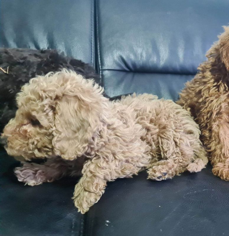 Toypudel zum Verkaufen in Heilbronn (BadenWürttemberg) // Snautz.de