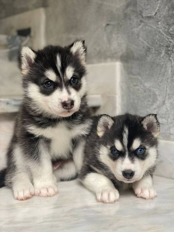 Wie Viel Kostet Ein Husky Welpe Im Tierheim Siberian Husky Welpen in Mörnsheim (Bayern) // Snautz.de