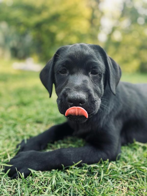 Reinrassiger Labrador Welpe (Hündin) aus liebevoller Privatzucht in ...
