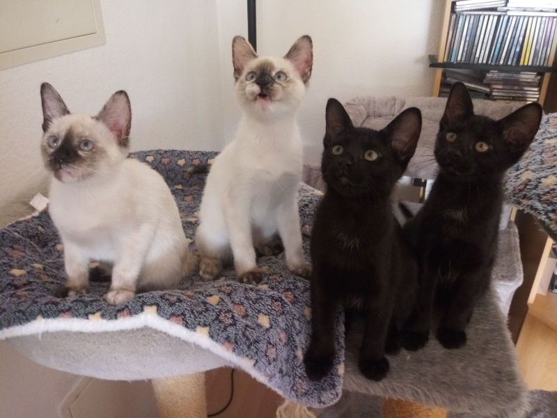 Siam Mix Kitten in Nagold (Baden-Württemberg) // Snautz.de