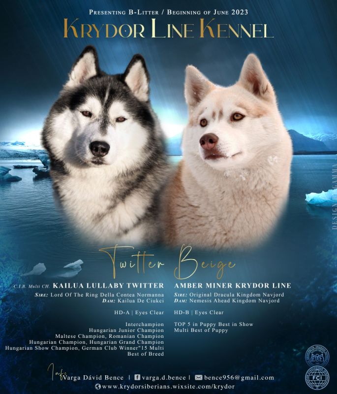 Siberian Husky FCI Puppies in Debrecen (HajduBihar) // Snautz.de