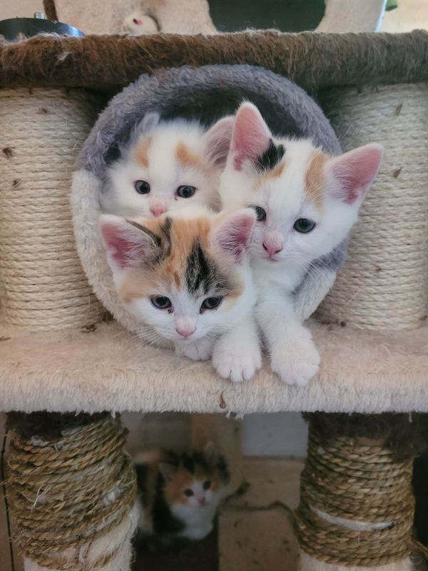 Britisch Langhaar Siam Mix Kitten (Glückskatzen) abzugeben in