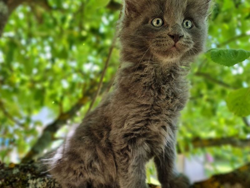 Wunderschöne Maine Coon/Norwegische WaldkatzeEdelmixKitten in Burgwald (Hessen) // Snautz.de
