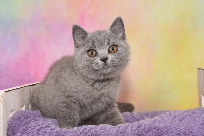 Britisch Kurzhaar Kaufen In Der Nähe Abgabebereit ! Britisch Kurzhaar / BKH Kitten in blau mit Stammbaum! in
