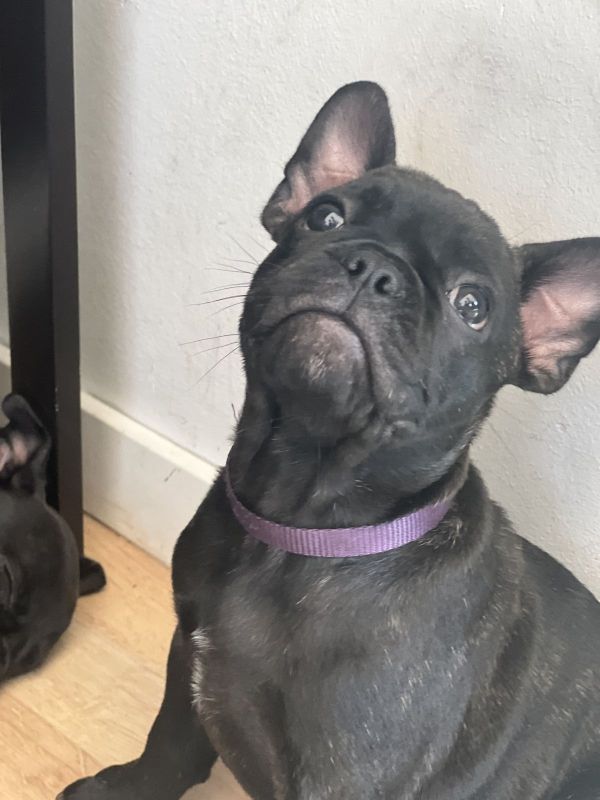 Französische Bulldoggen Retro Welpen lange Nasen und abholbereit in Hagen (NordrheinWestfalen
