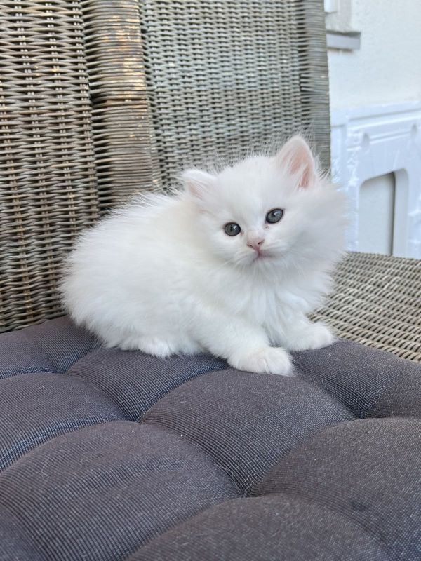 Katze Nurnberg Kaufen