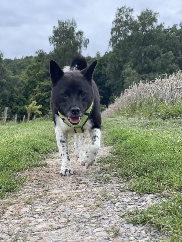 Shiba Inu 3/4 Hündin bicolor (schwarz/weiß) in Bad Pyrmont ...