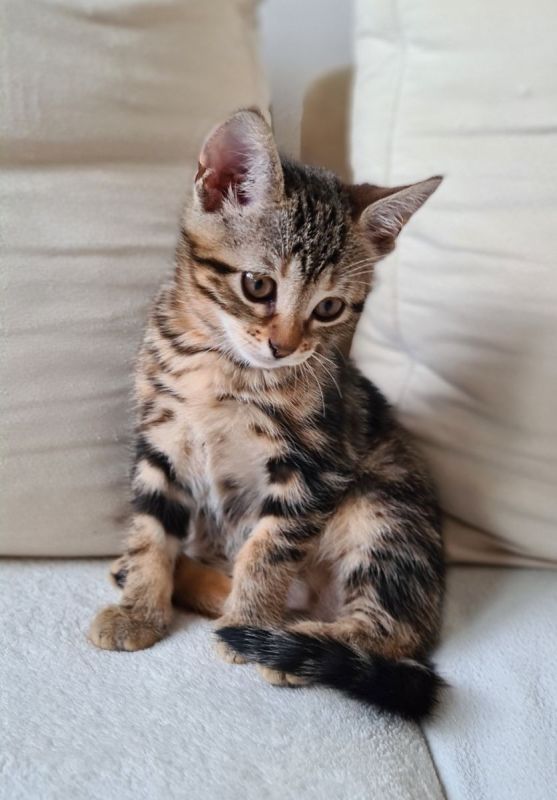 Bengal Kitten mix Baby Katze in Königsbronn (BadenWürttemberg) // Snautz.de