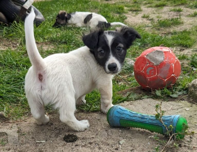 Jack Russel Mix Welpen in Ruhner Berge (MecklenburgVorpommern) // Snautz.de