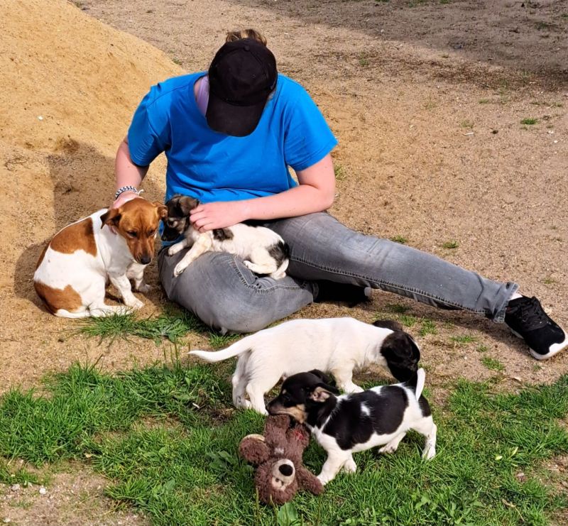 Jack Russel Mix Welpen in Ruhner Berge (MecklenburgVorpommern) // Snautz.de