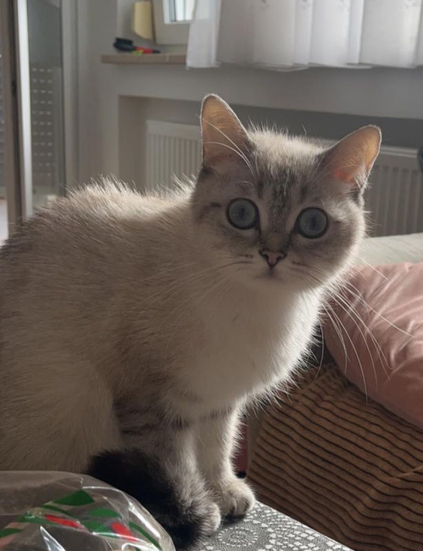 Katze Nurnberg Kaufen