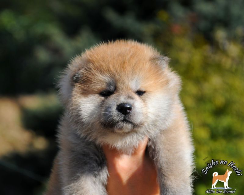 AKITA INU Japanische Akita Welpen mit FCI papieren in Krusevac