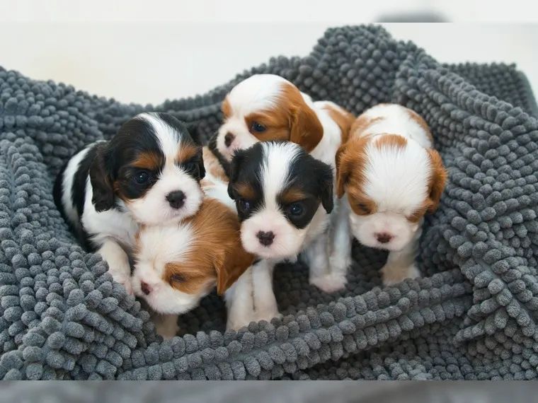 Cavalier King Charles Spaniel Welpen Zu Verkaufen Cavalier king Charles spaniel welpen in Wiesbaden (Hessen) // Snautz.de