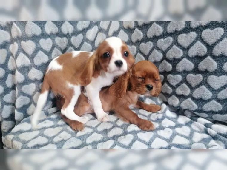 cavalier king Charles spaniel welpen in Düsseldorf (Nordrhein-Westfalen