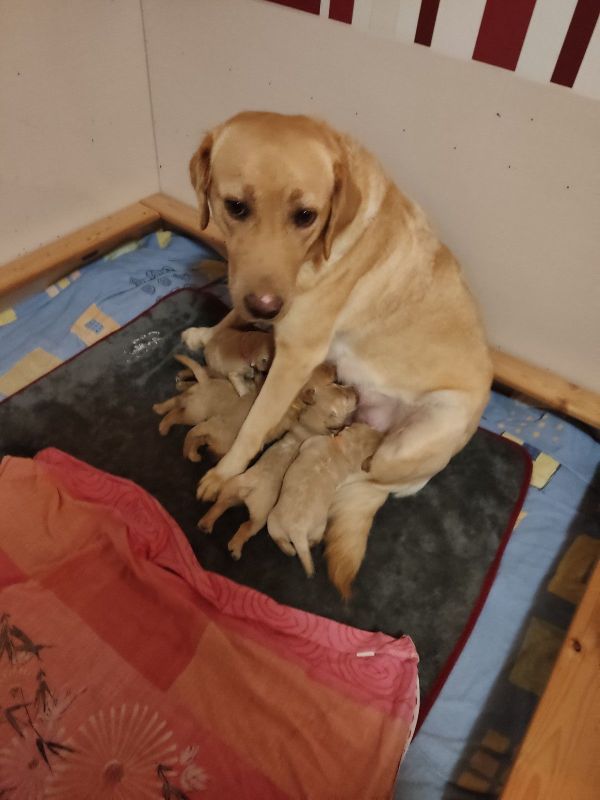 Hundehalsband Mit Pfotenabdruck & Glöckchen – Verstellbar In Größe S/M, Dunkelgrün