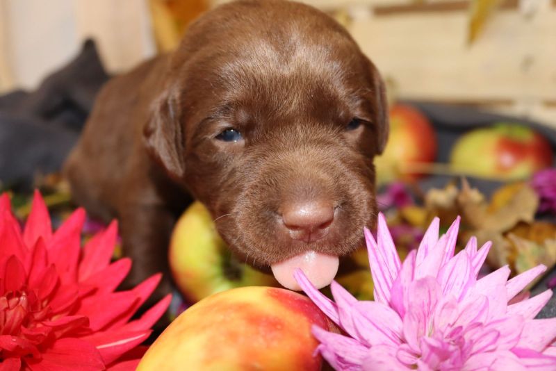 Hallo wir wollen unser Herz verschenken Du auch? Labrador Welpen in