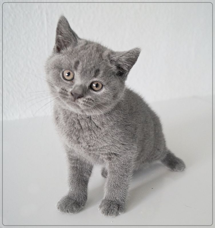 Britisch Kurzhaar Kaufen In Der Nähe Britisch Kurzhaar Babykatze in Limburgerhof (Rheinland-Pfalz) // Snautz.de