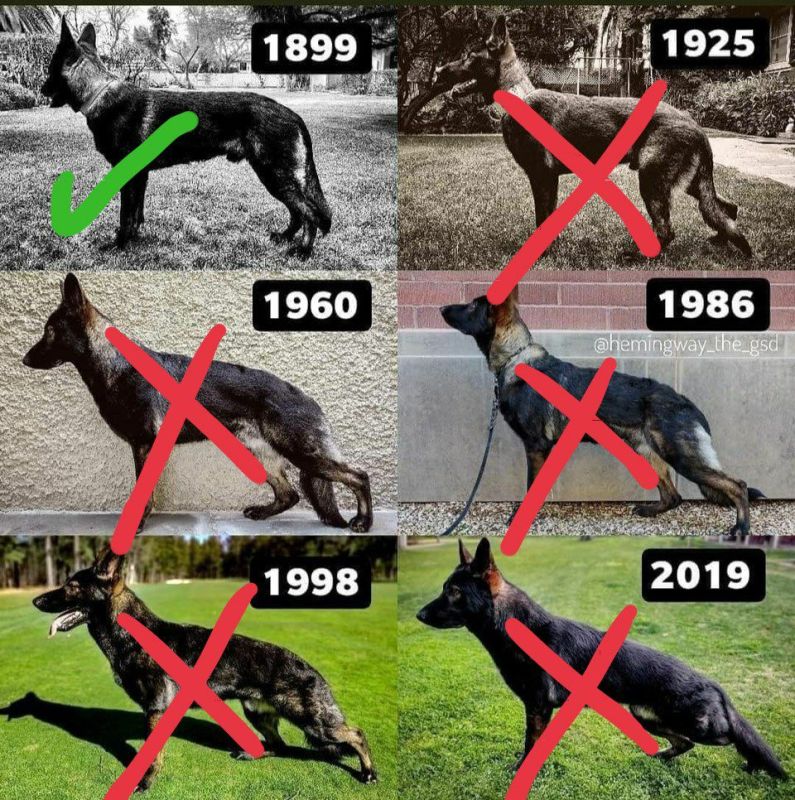 DDR Linie mit geradem Rücken Deutscher Schäferhund DSH Welpen UND x Malinois in Brunow