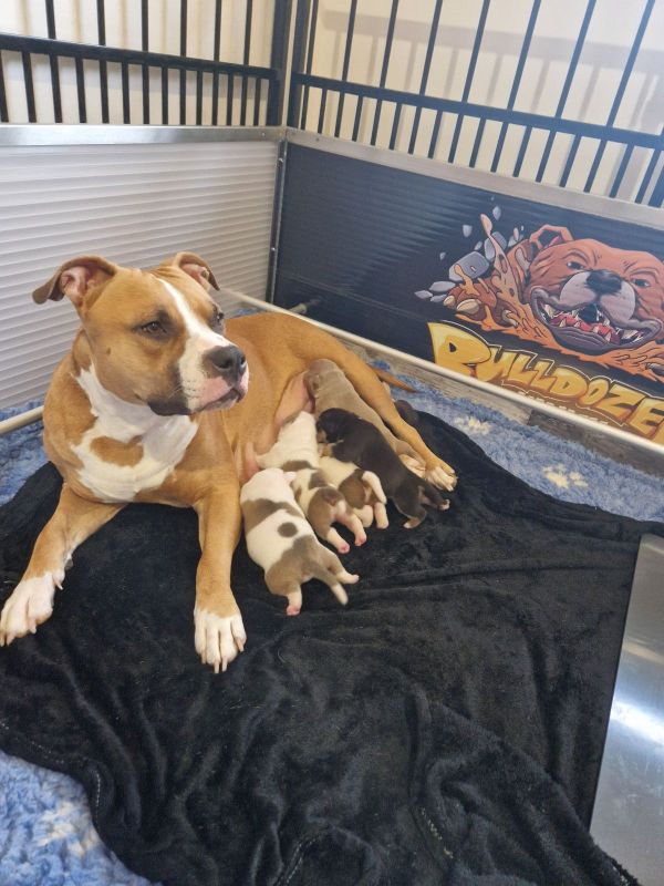 American Bully Welpen Classic / Standard in Am Mellensee (Brandenburg