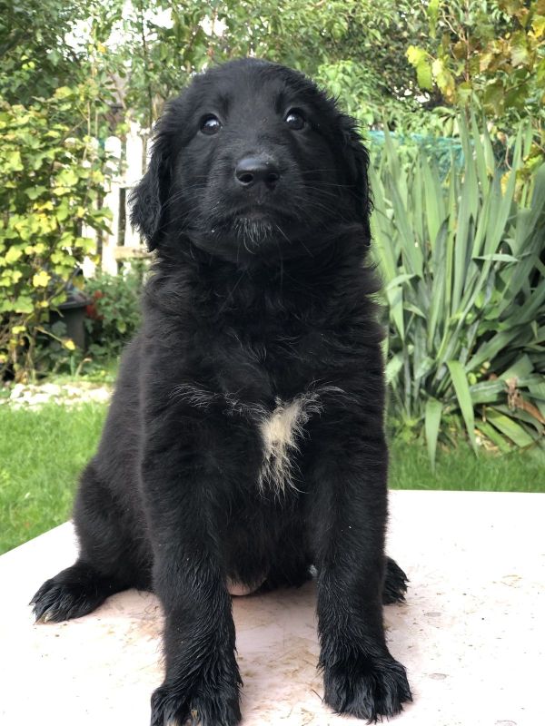 Labrador mix Welpen in Bad Hersfeld (Hessen) // Snautz.de