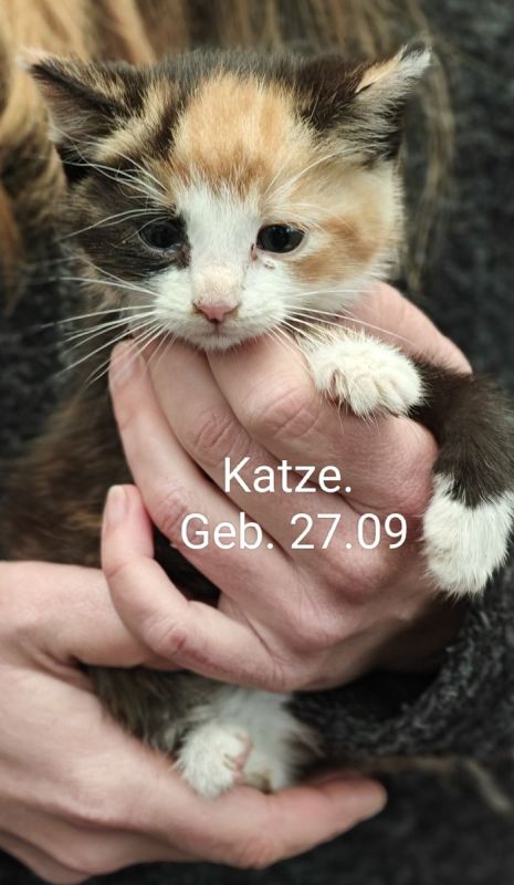 Kinderliebe Katzenbabys Hofkatzen abzugeben in Geeste (Niedersachsen