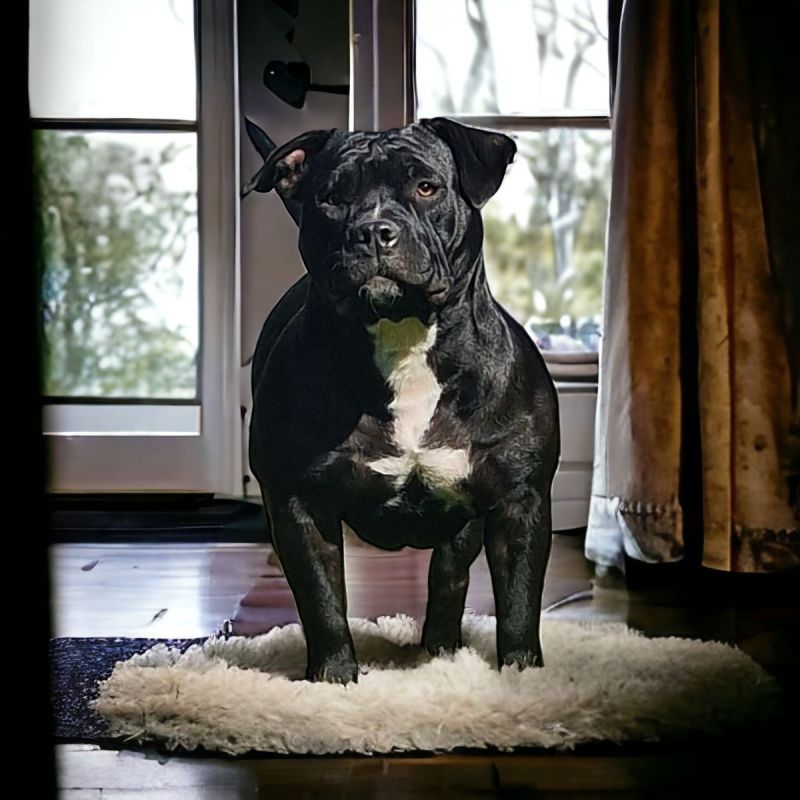 American Bully Hündin in Hanau (Hessen) // Snautz.de