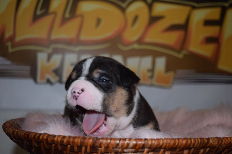 American Bully Welpen Classic / Standard in Am Mellensee (Brandenburg