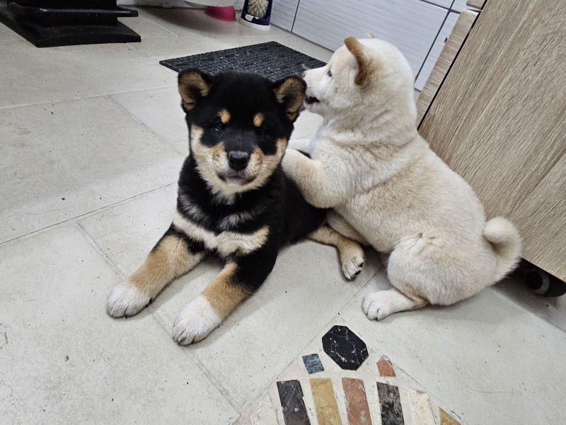 Shiba Inu Mischling Welpe Kaufen Shiba Inu Welpen in Pegnitz (Bayern) // Snautz.de