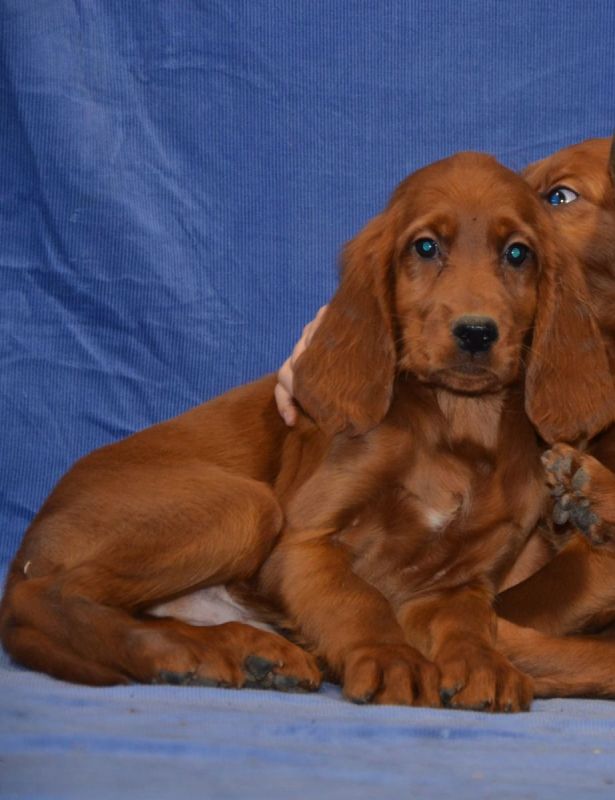 Irish Setter Welpe Kaufen