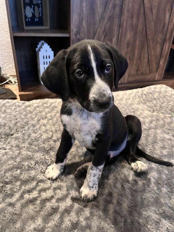 Noch 1 Deutsch-Kurzhaar Rüde ab sofort abzugeben in Bilkheim (Rheinland ...