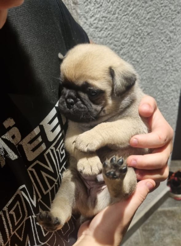 Mops Welpen in Neukirch/Lausitz (Sachsen) // Snautz.de