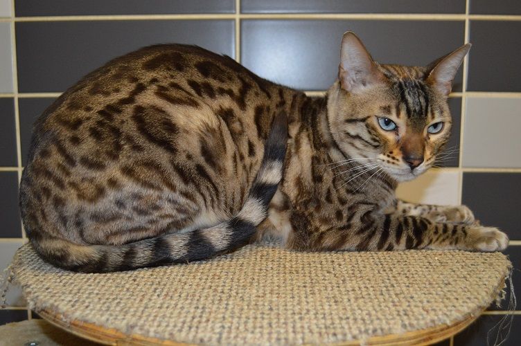 CUBA und NAZA, Bengal Katzen (kastriert) SGB 425,00 €/Tier in Chemnitz (Sachsen) // Snautz.de