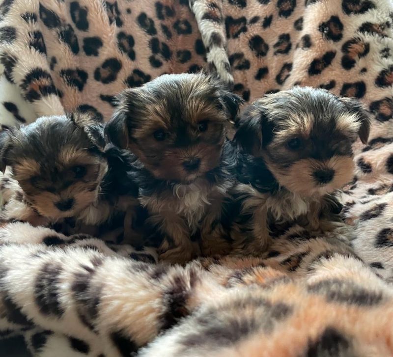 Mini Yorkshire Terrier Welpen Von Privat Wunderschöne Reinrassige Mini Yorkshire Terrier Welpen in Essen