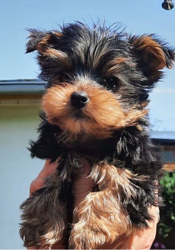 Yorkshire Terrier Kaufen Berlin