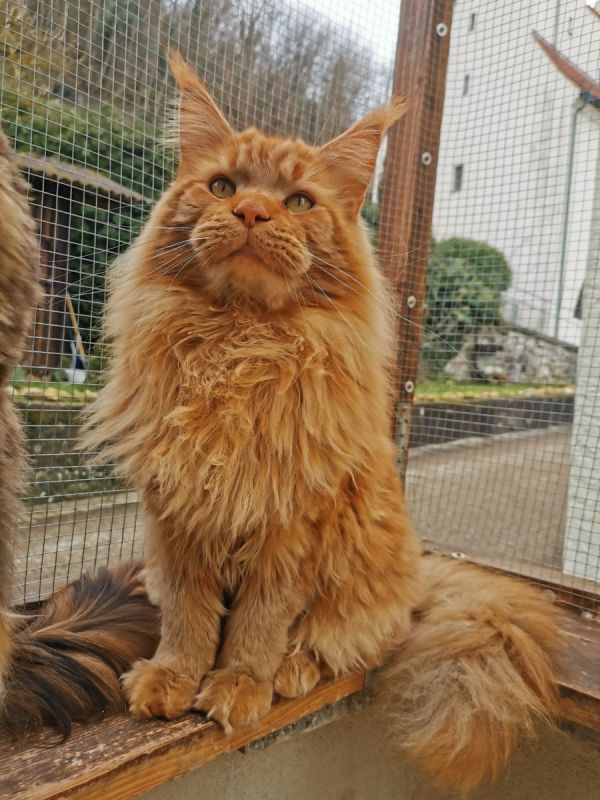 Maine Coon Kater mit Stammbaum in Kipfenberg (Bayern) // Snautz.de