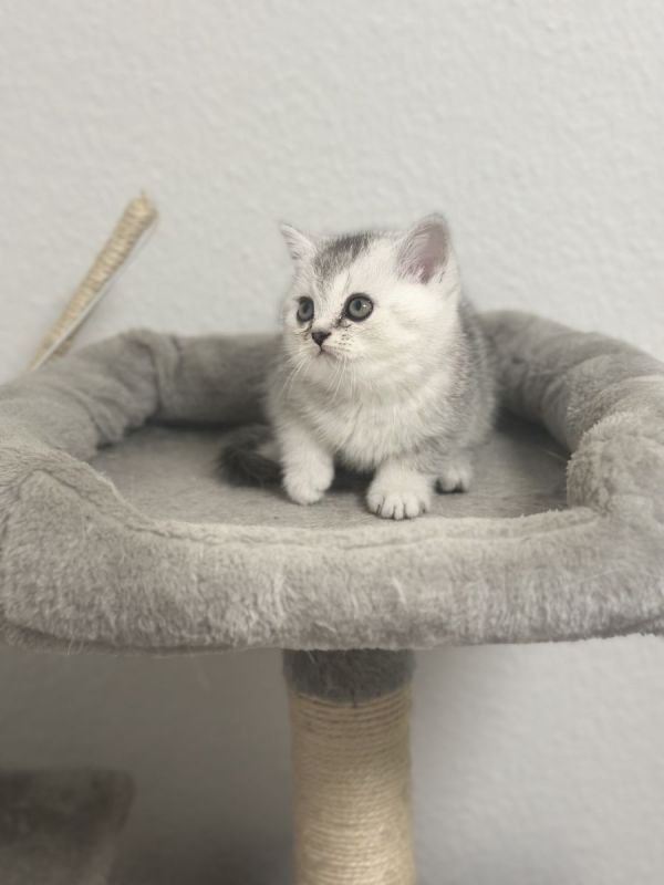 Katzen Kaufen Bremen
