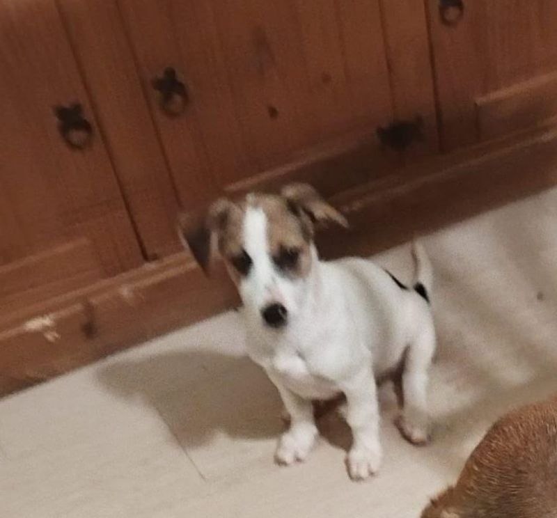 Unsere 4 Jackrusselmischlinge suchen ein Zuhause in Angern (Sachsen ...
