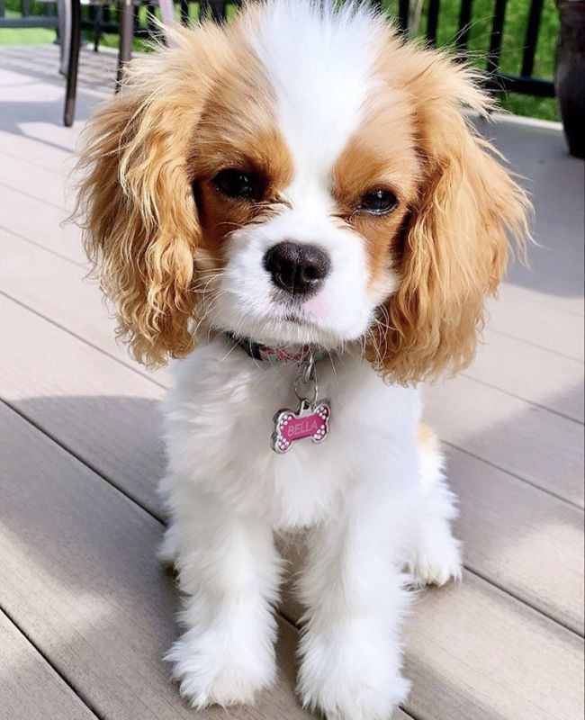 Cavalier King Charles Welpen In Not Cavalier King Charles Spaniel welpen in Freiburg im Breisgau (Baden