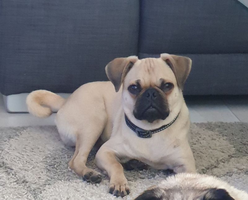 Mops Rüde abzugeben 2 Jahre alt in Witten (NordrheinWestfalen