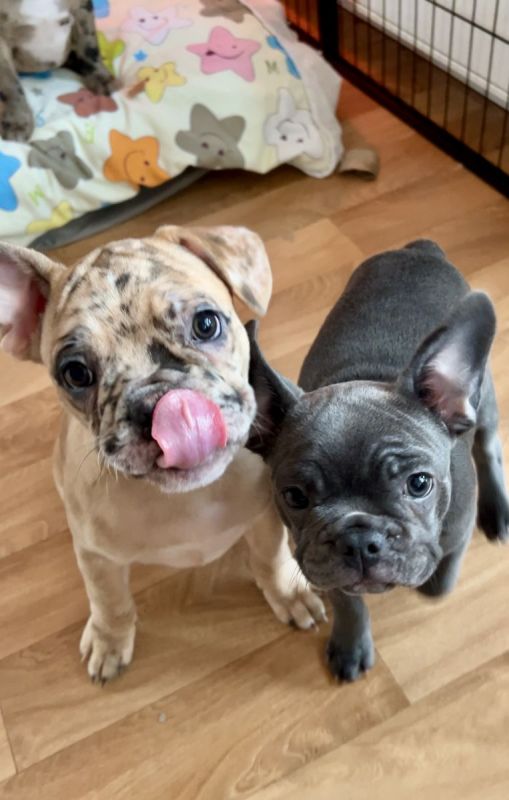Französische BulldoggeBoston Terrier Mix Welpen suchen ihren Traumplatz!! in Tuntenhausen