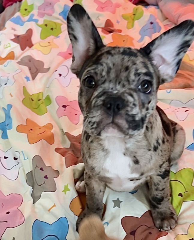 Französische BulldoggeBoston Terrier Mix Welpen suchen ihren Traumplatz!! in Tuntenhausen