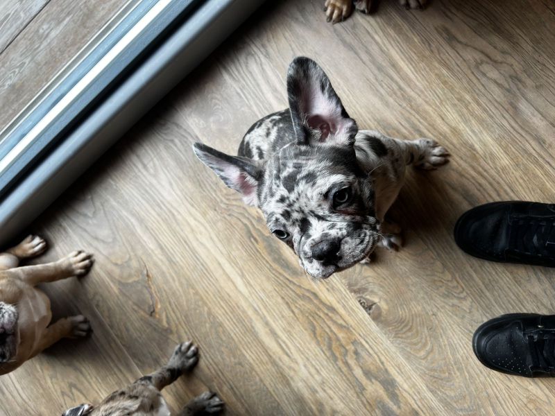 Französische BulldoggeBoston Terrier Mix Welpen suchen ihren Traumplatz!! in Tuntenhausen