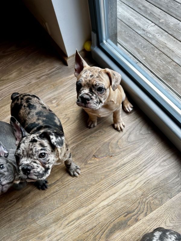 Französische BulldoggeBoston Terrier Mix Welpen suchen ihren Traumplatz!! in Tuntenhausen